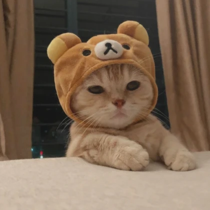 cats avatar